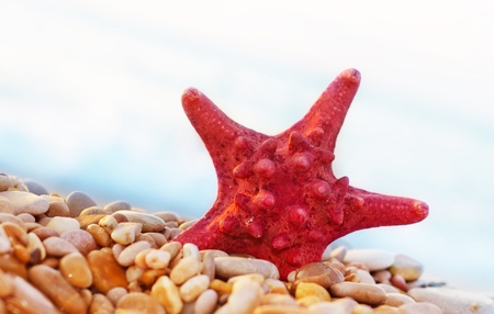 starfishの写真素材