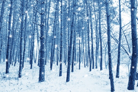 snow in the forestの写真素材