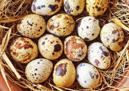 raw guail eggsの写真素材
