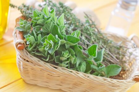 oreganoの写真素材