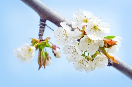spring flowersの写真素材