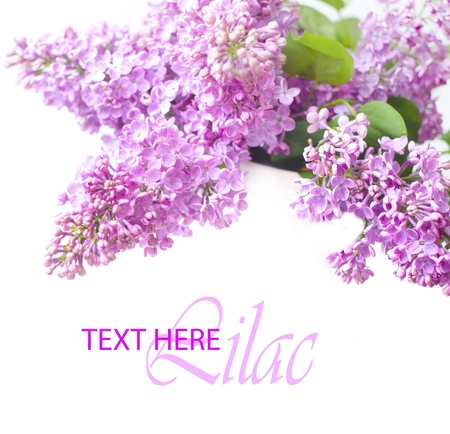 lilacの写真素材