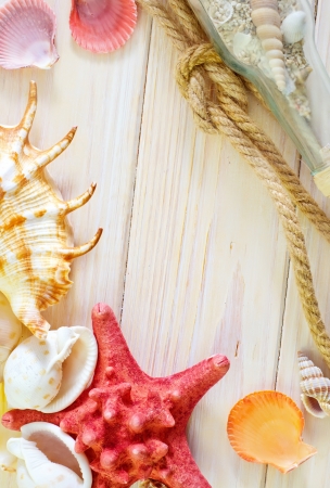 shellsの写真素材