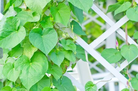 kiwi leavesの写真素材