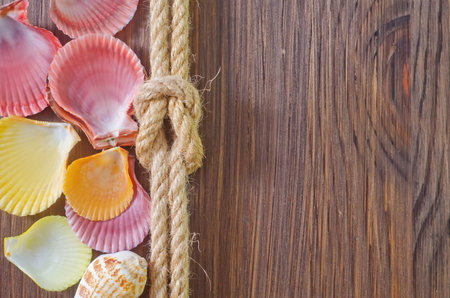 sea shells and rope