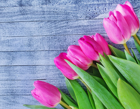 tulips
