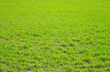 green grass