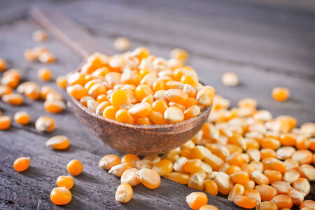 dry cornの写真素材