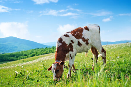 cow in the fieldの写真素材
