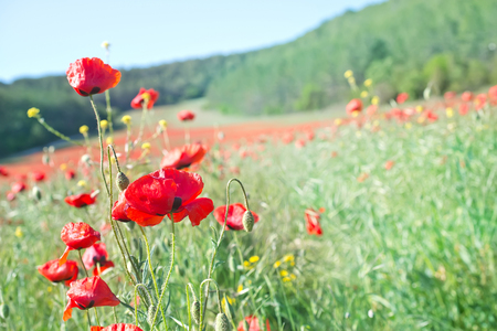 poppiesの写真素材