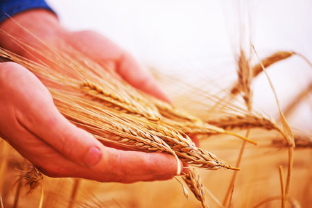 wheat field in Crimea, golden wheat in the hand