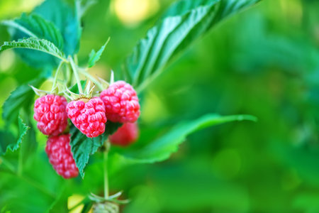 fresh raspberry on tree in the garden