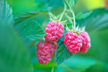 fresh raspberry on tree in the garden