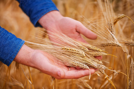wheat field in Crimea, golden wheat in the handの写真素材