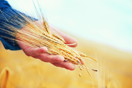 wheat field in Crimea, golden wheat in fieldの写真素材