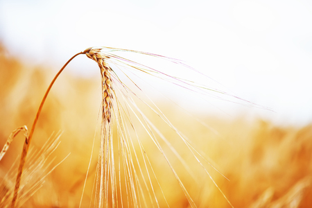 wheat field  in Crimea, golden wheat fieldの写真素材