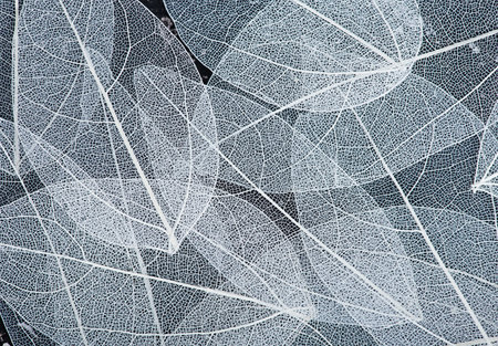 color leaves on a table, autumn leavesの写真素材