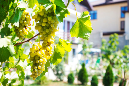 A bunch of white grapes between the grape leaves in a vineyardの写真素材