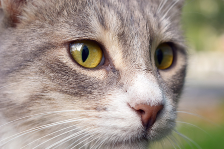 Street cat self-portraitの写真素材