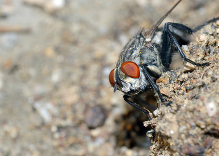 Gray fly macro shotの写真素材