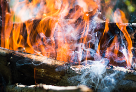 Close up photo of bonfire in forest under the sunlightの写真素材