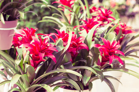 Guzmania flowers toned photoの写真素材