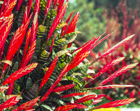 Bright red exotic flowersの写真素材