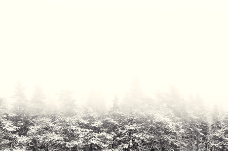 Scenery photo of fog in winter forest. Toned photoの写真素材