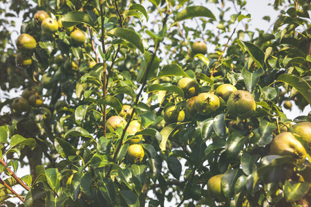 Pear tree fresh and organic unripe pears on branchesの写真素材