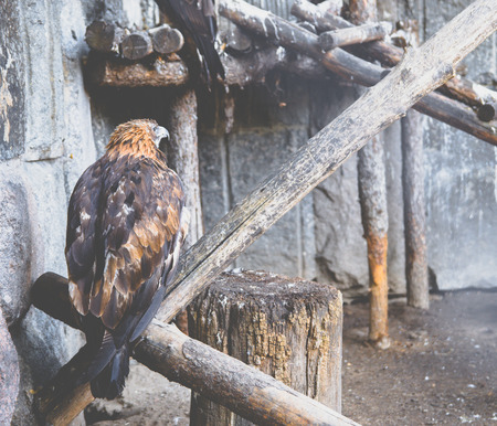 Golden eagle in the Moscow zooの写真素材