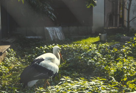 White stork