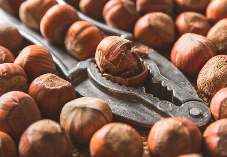 Close up photo of fresh uncleaned in the shell organic hazelnuts with nut cracker on sackclothの写真素材