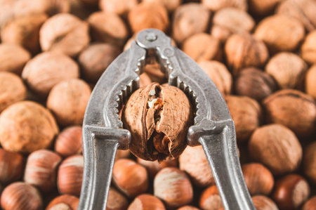 Cracking the walnut using a nut cracker