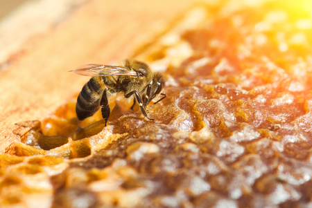Working bee in a honeycomb close-up macro imageの写真素材
