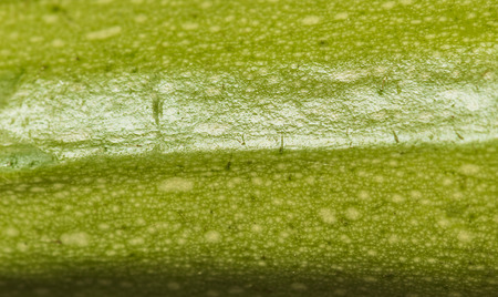 Zucchini or courgette - fresh vegetable close upの写真素材