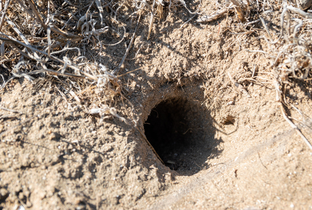 Hole of an unknown animal in the steppe on the groundの写真素材