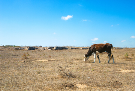 Cow grazing in a meadow in the dry seasonの写真素材