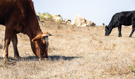 Cows grazing in a meadow in the dry seasonの写真素材