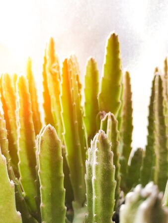 Stapelia Nobilis - home succulent plant closeup shotの写真素材