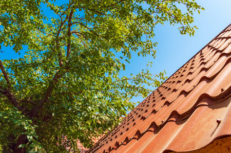 Green tree over the roof of the house