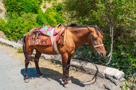 Young horse in the yardの写真素材