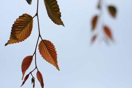 leavesの写真素材