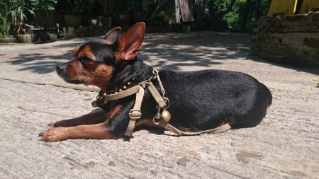 Black and Brown Chihuahuaの写真素材