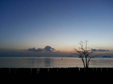 Silhouette tree next to the seaの写真素材