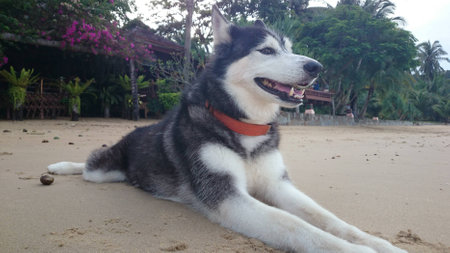 siberian husky on the beachの写真素材