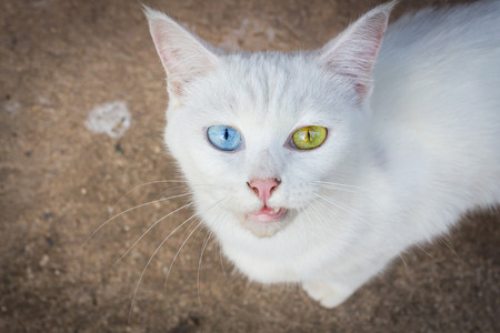 Cat with different colored eyes, unusual.の写真素材