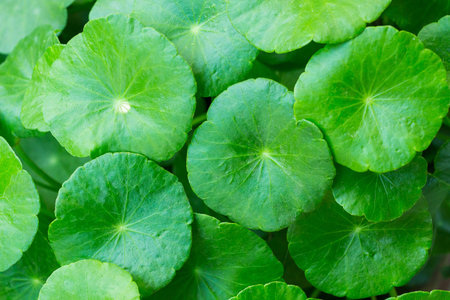 Lotus leaf