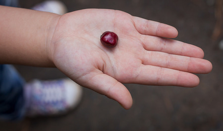 Fresh coffee beans in the hands of children.の写真素材