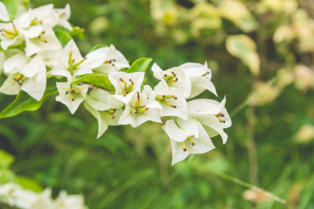 Flora of Thailand, a branch of the white bougainvillea