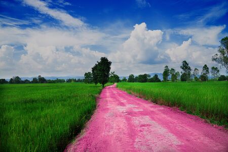 The red road, through the middle of the rice fields.の写真素材